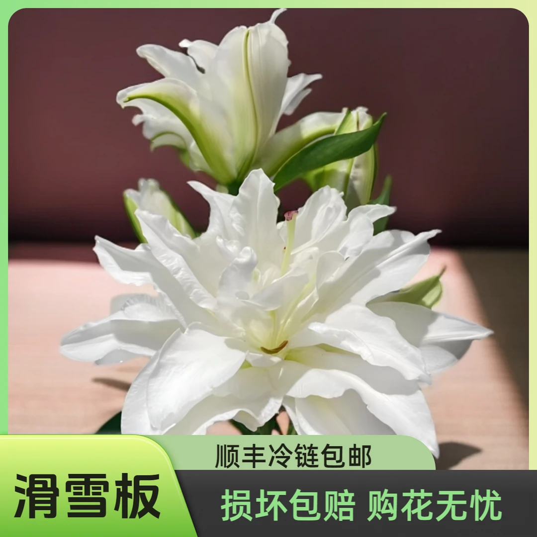 重瓣滑雪板 包邮 香水百合 云南鲜花基地直发 家庭鲜花