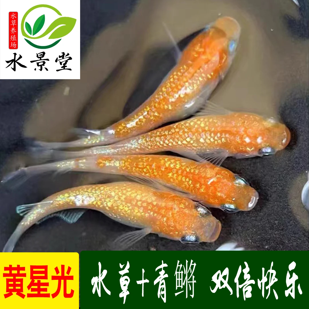 观背青鳉淡水鱼冷水鱼不打氧小锦鲤金鱼水族宠物新手古法鱼包邮