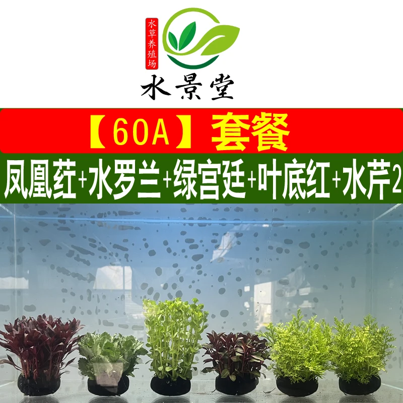 【60套餐水草】水下叶坨草养活摆放活体阴性新手定植懒人增氧摆放