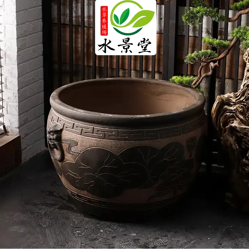 【古法缸】水下叶坨草鱼缸水草活体阴性新手造景水草植物懒人水草