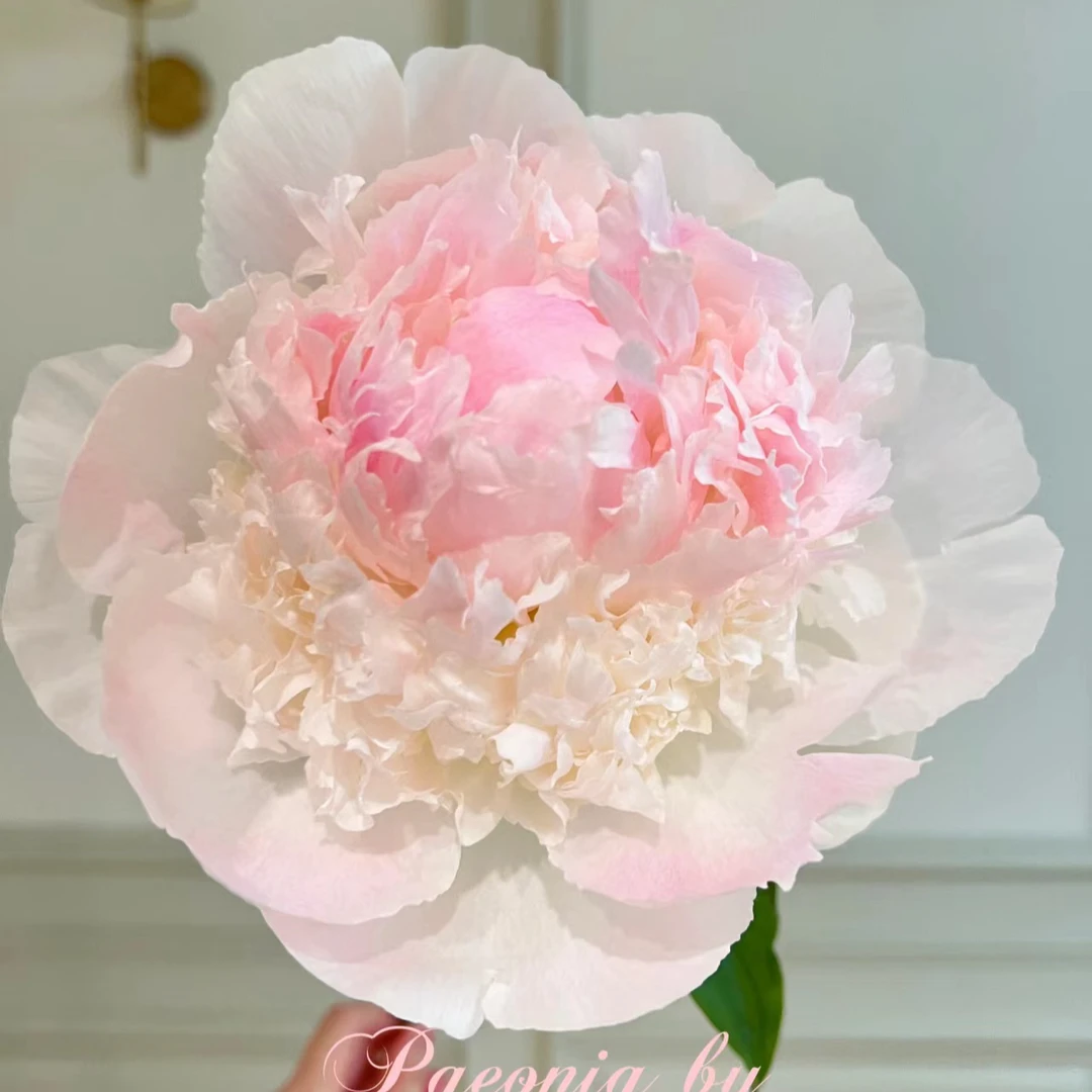【雪纺冻糕】 芍药种苗 先发肥料，秋天发种苗