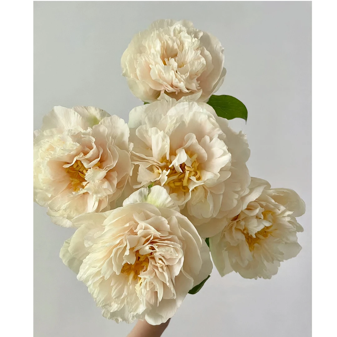 【阳光女孩】 芍药种苗