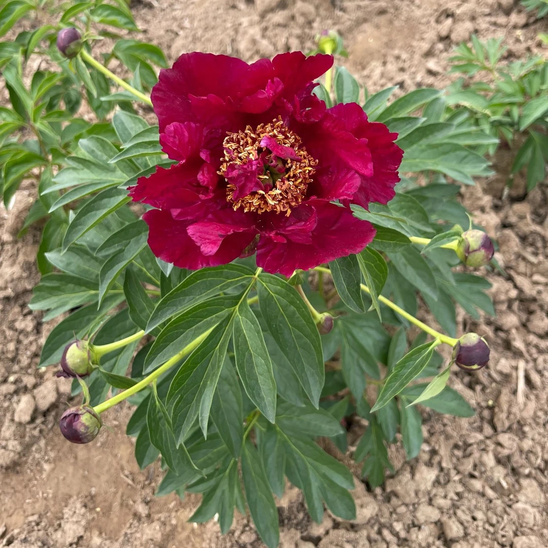 【九头鸟】 芍药种苗 先发肥料，秋天发种苗种植