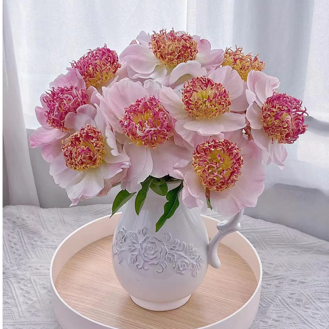 【窃窃私语】 芍药种苗 先发肥料，秋天发种苗