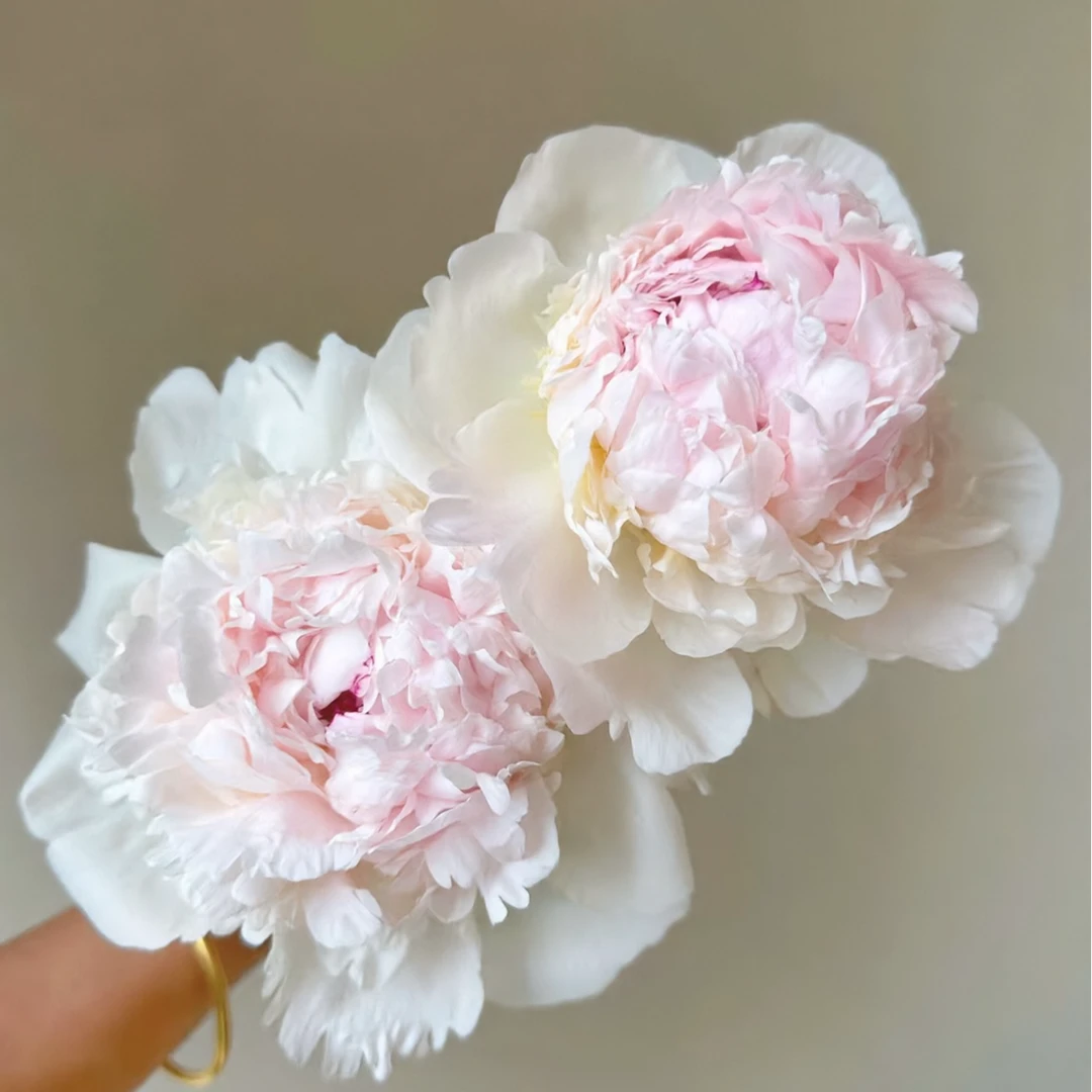 【冰岛雪糕】 芍药种苗