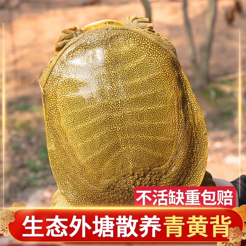 【3只装共3-4斤】正宗外塘青黄背老鳖鲜活甲鱼中华鳖顺丰包活到家