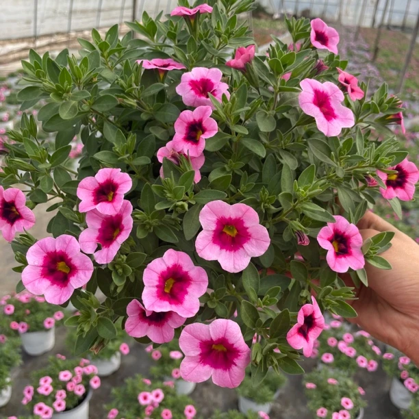 百万小玲盆栽花期长花量大阳台庭院花园好养