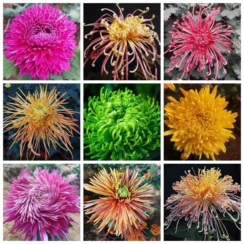 菊花种子四季播种室内户外高产花卉阳台盆栽园林造景好养花种子