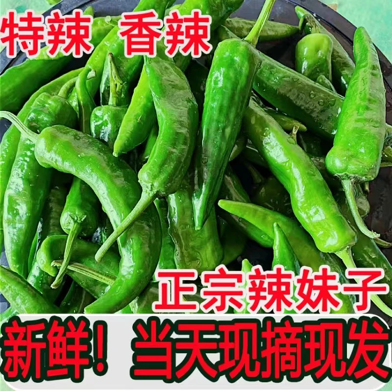 新鲜辣妹子辣椒超辣特别辣东北笨辣椒腌渍蘸酱薄皮青尖椒农家蔬菜