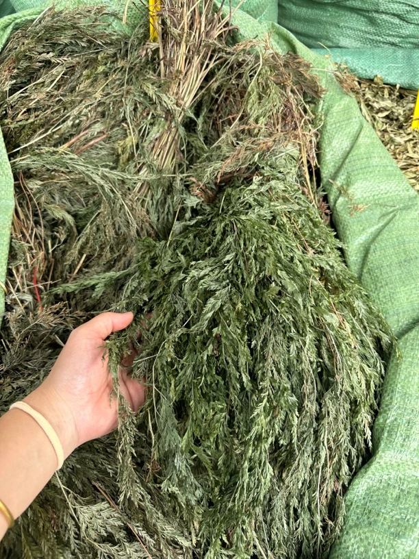 小叶金花草 金花草乌蕨 乌韭大叶金花草 细叶凤凰尾干货整株