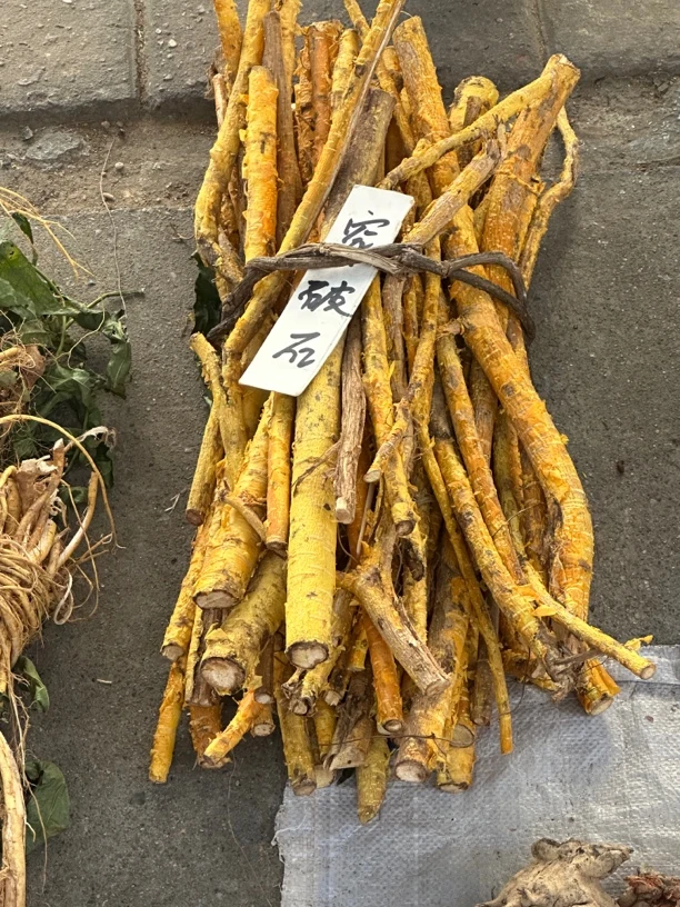 穿破石中药材川穿石根 九层皮金腰带地锦根拉石入牛穿破石根