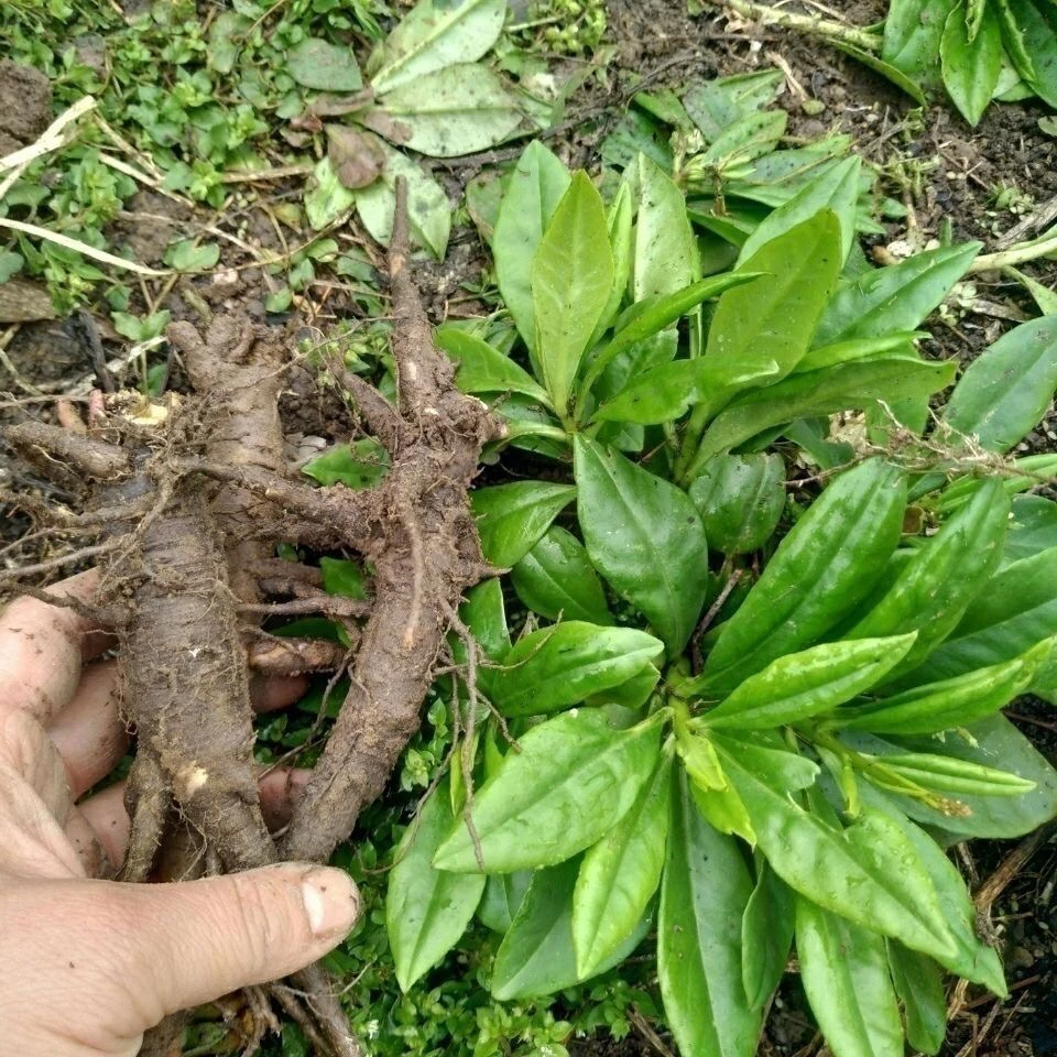 广西野生土人参煲汤可种植土人参土高丽参枦兰红参锥花飞来参新鲜