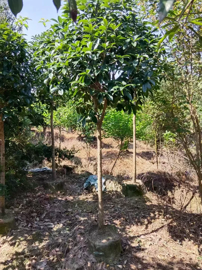 精品八月黄金桂花   开花满园飘香