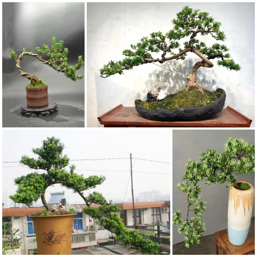 迎客松柏盆景绿植室内外好养客厅松树植物