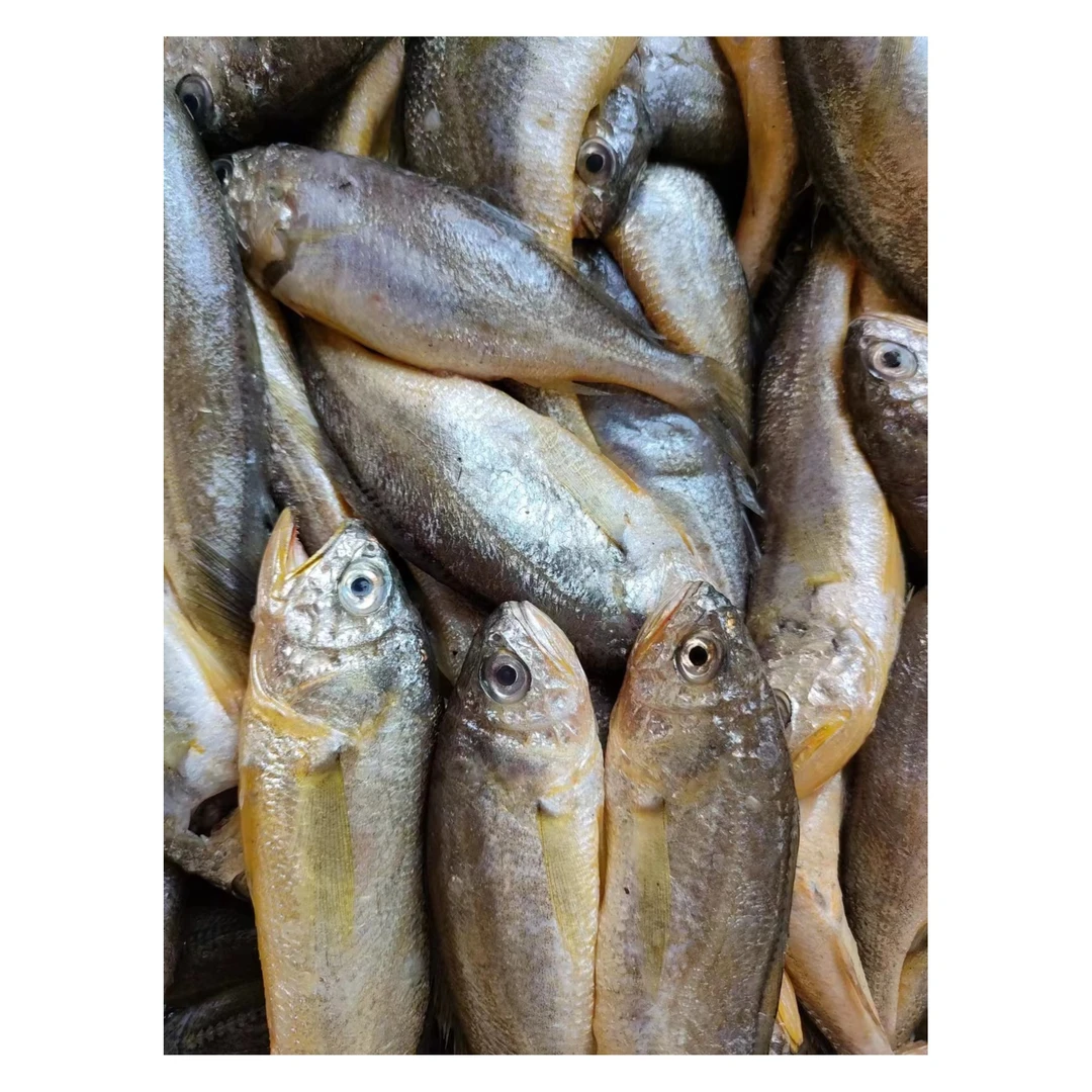 野生细鳞小黄花鱼9-10条左右/斤 山东威海发货