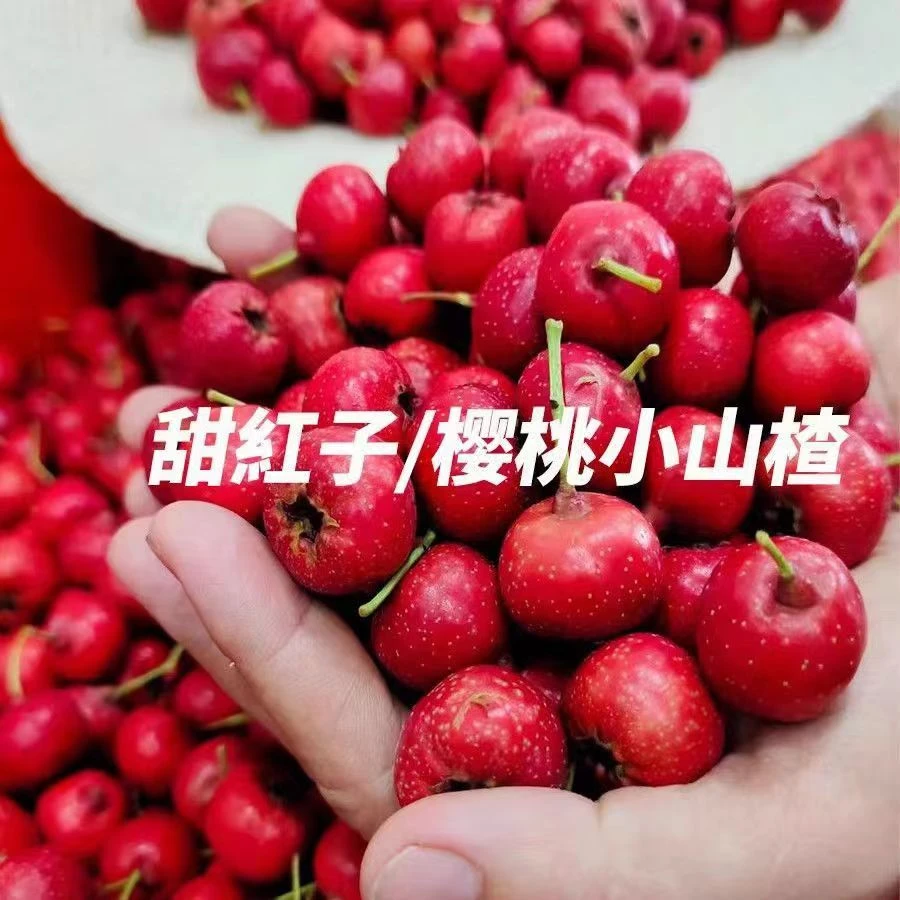 (京东发货)山东新鲜山楂甜红子山楂2斤4斤自家果园现摘现发