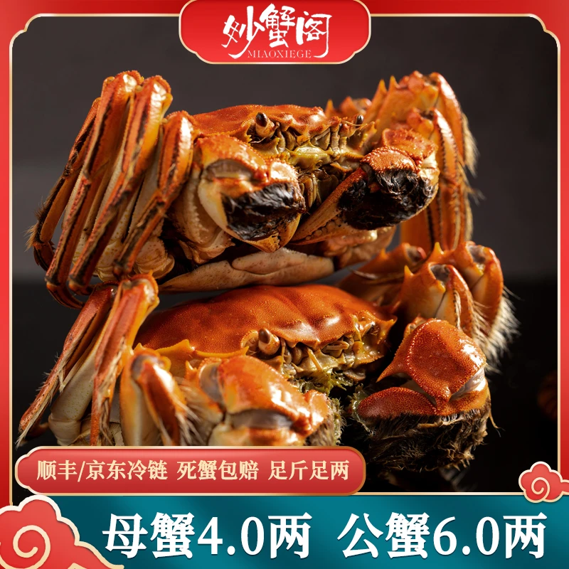 【活蟹】妙蟹阁大闸蟹 公蟹6.0两 母蟹4.0两 3对6只装 顺丰冷链包邮