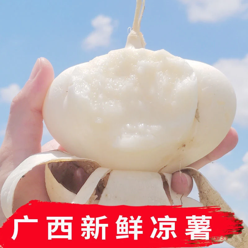 【现货速发】广西新鲜凉薯白地瓜沙葛薯脆甜孕妇水果番薯整箱包邮
