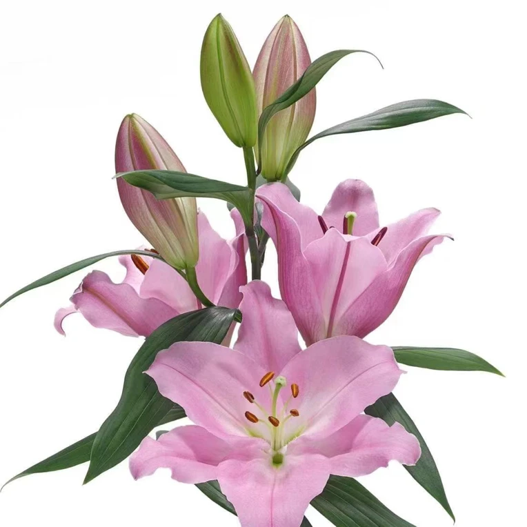 【香玲花卉】顺丰包邮 香水百合鲜花基地直发运损20%不售后