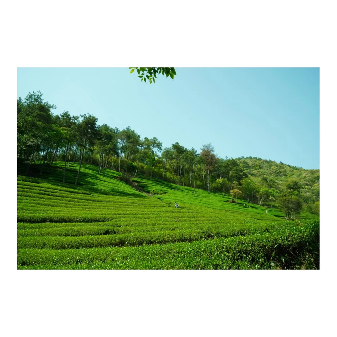 武夷岩茶品鉴装-专用链接