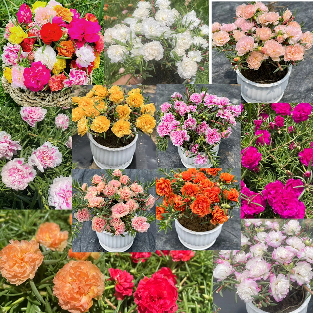 多年生重瓣太阳花耐寒耐热四季开花庭院阳台新手室内室外绿植花卉