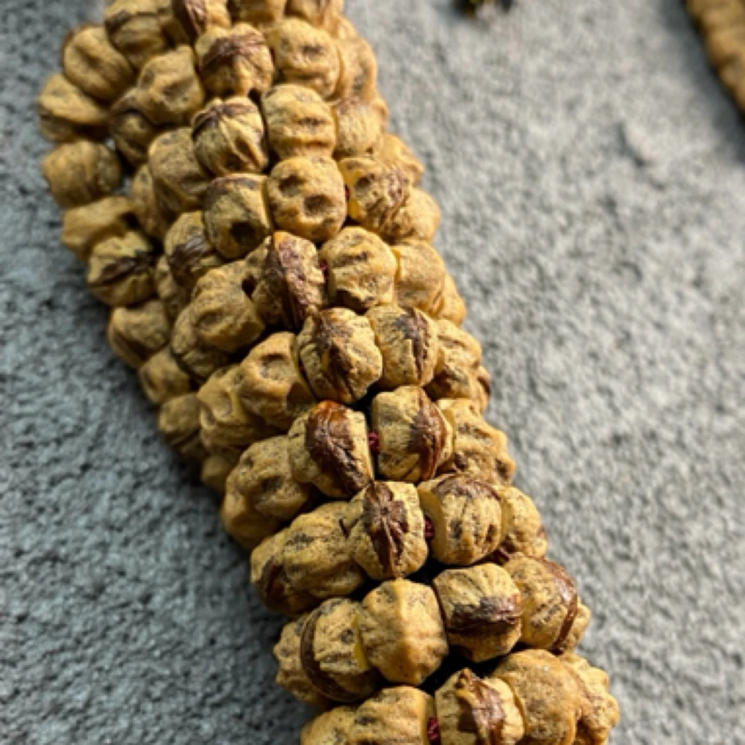 热振 斜切 红牙大肠