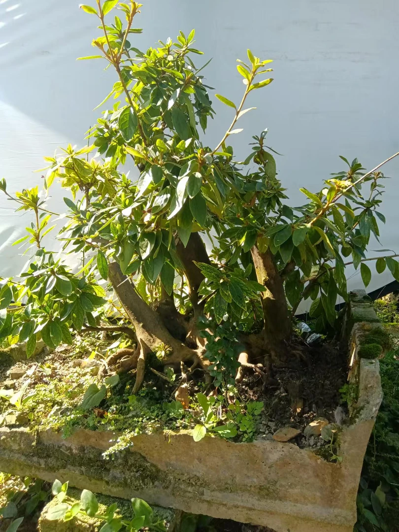 映山红、黄杨、荀子、火棘桩等一物一拍