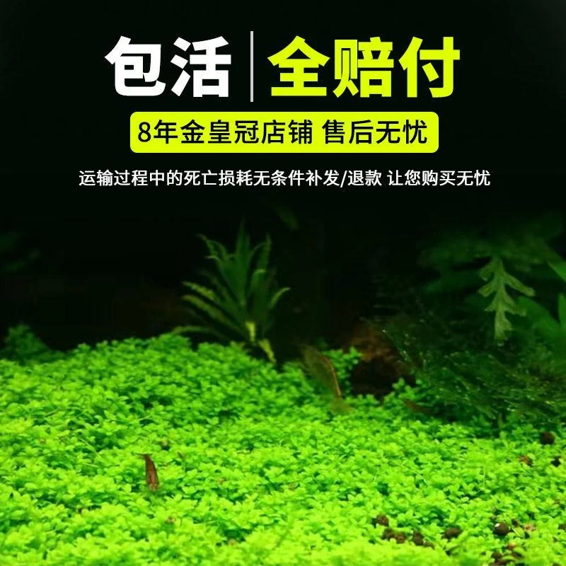 牛毛前景趴地草坪植物造景珍珠新手鱼缸日本矮爬珍珠草水草迷你地