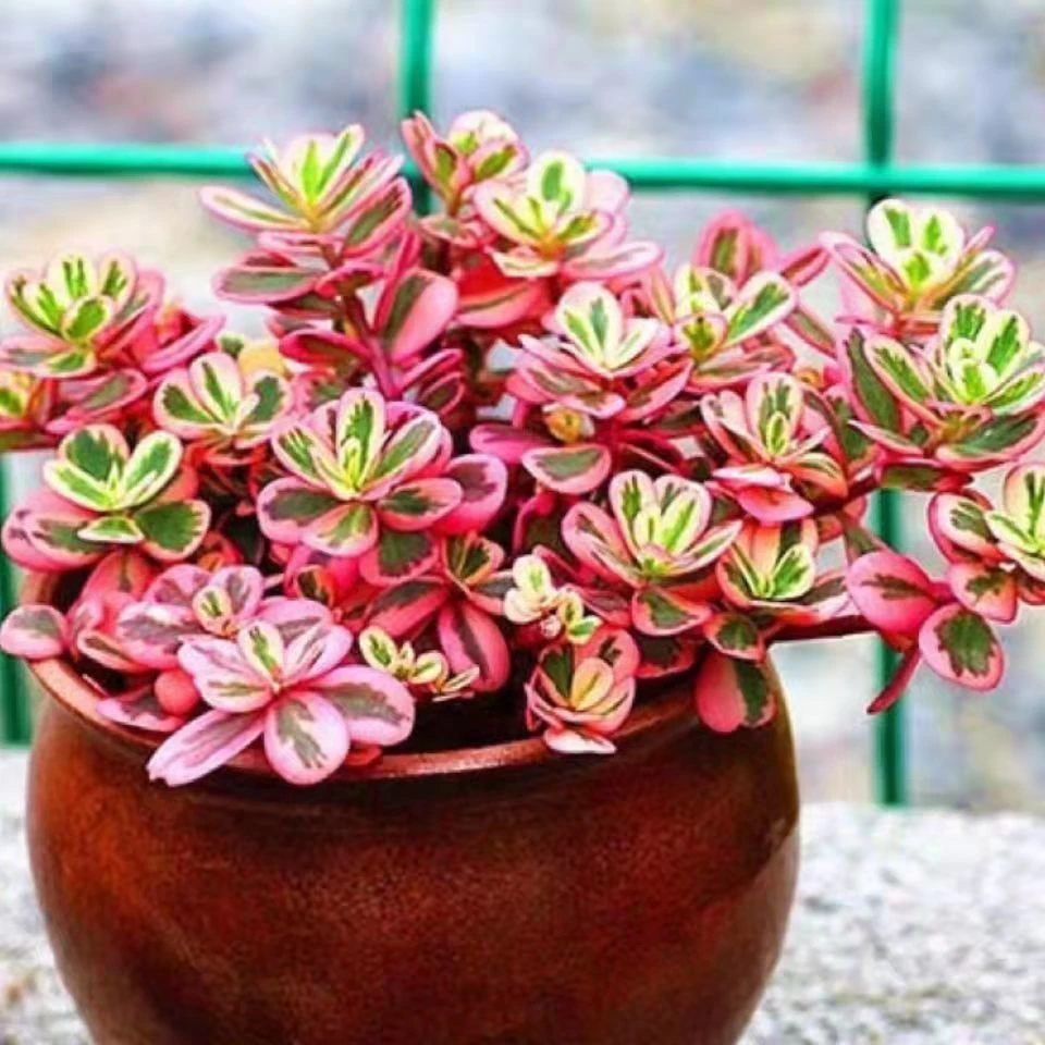 太阳花锦多肉植物 超大 七彩 重瓣太阳花 开花植物 室内盆栽绿植