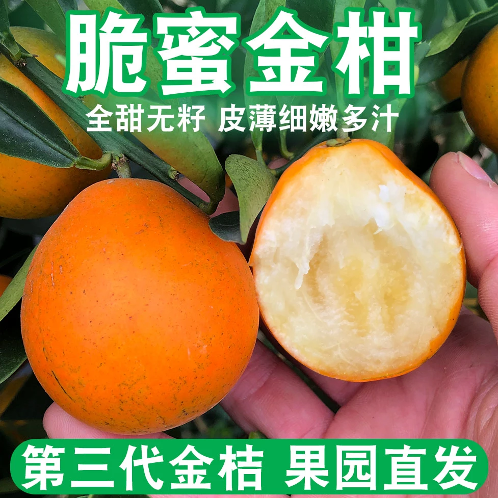 【第三代脆蜜金柑】融安脆蜜金桔水果应季新鲜桔子纯甜金桔坏果包赔