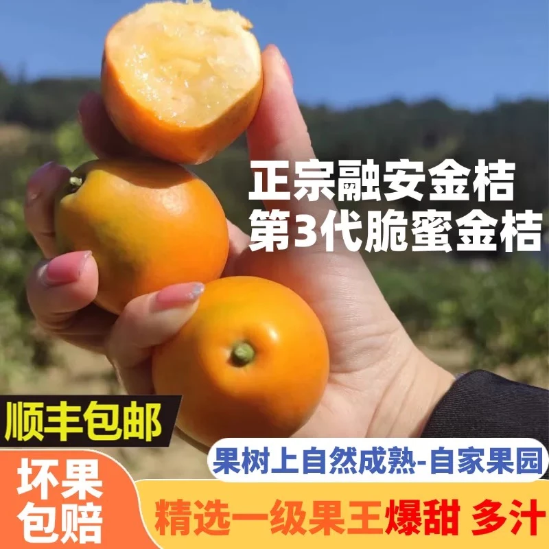 纯甜｜广西融安脆蜜金桔水果应季新鲜桔子第三代小金桔坏果包赔