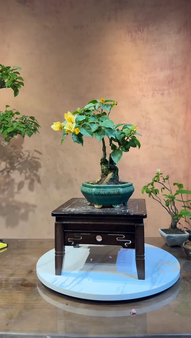 【闪购商品】盆景三角梅