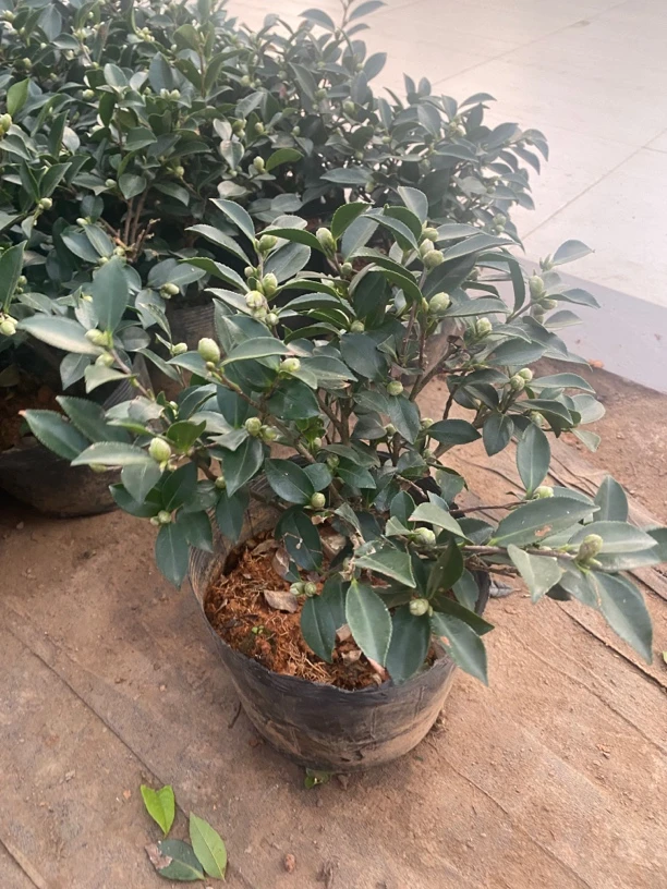 茶梅绿植盆栽庭院阳台室内外耐寒花卉