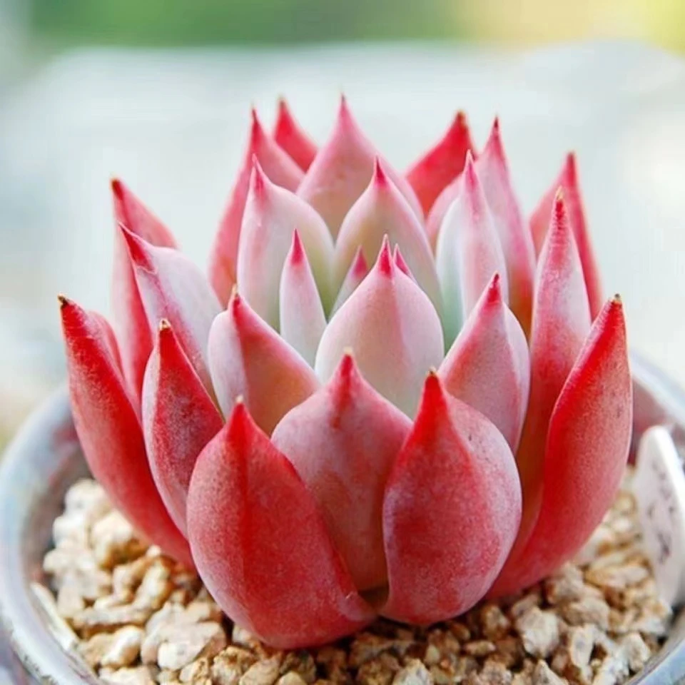 精品布兰迪多肉老桩多肉新手好养