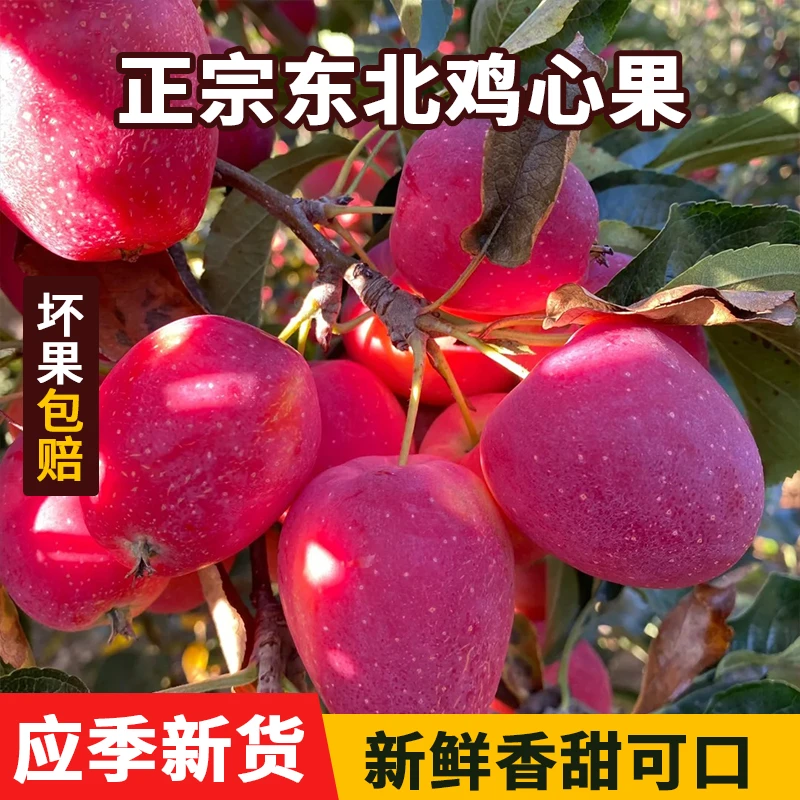 东北新鲜鸡心果海棠果甜脆多汁新鲜采摘新鲜发货1斤