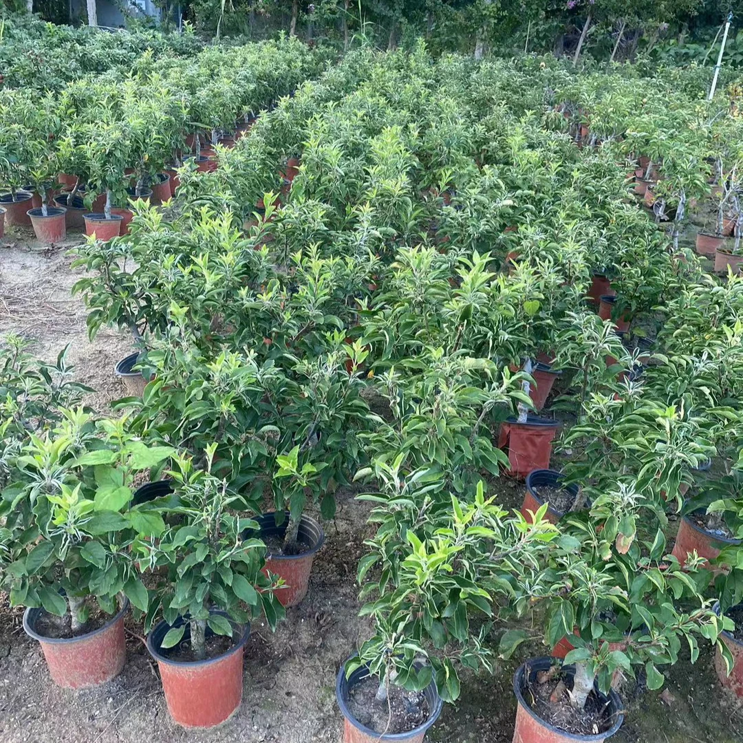 多品种盆栽南北方种植