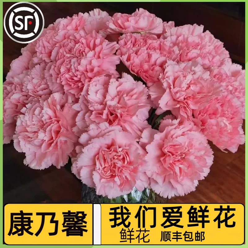 【康乃馨鲜花】顺丰包邮 水养鲜切花云南基地直发花束鲜花 基地直发