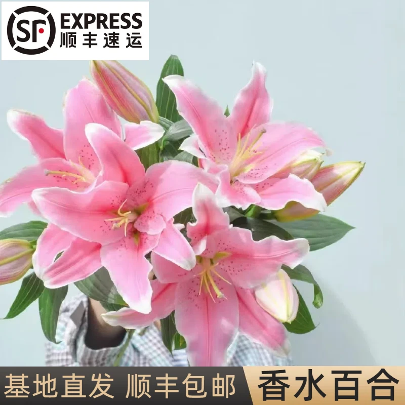 【顺丰包邮】香水百合 花苞发货 水养鲜切花 基地直发 室内新年插花