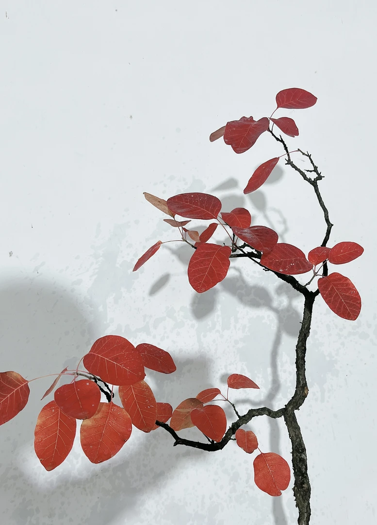 香山红叶黄栌盆景素材