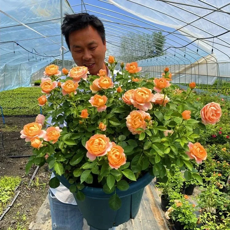果汁阳台月季花苗带花苞发货庭院阳台好养活绿植盆栽四季开花观赏