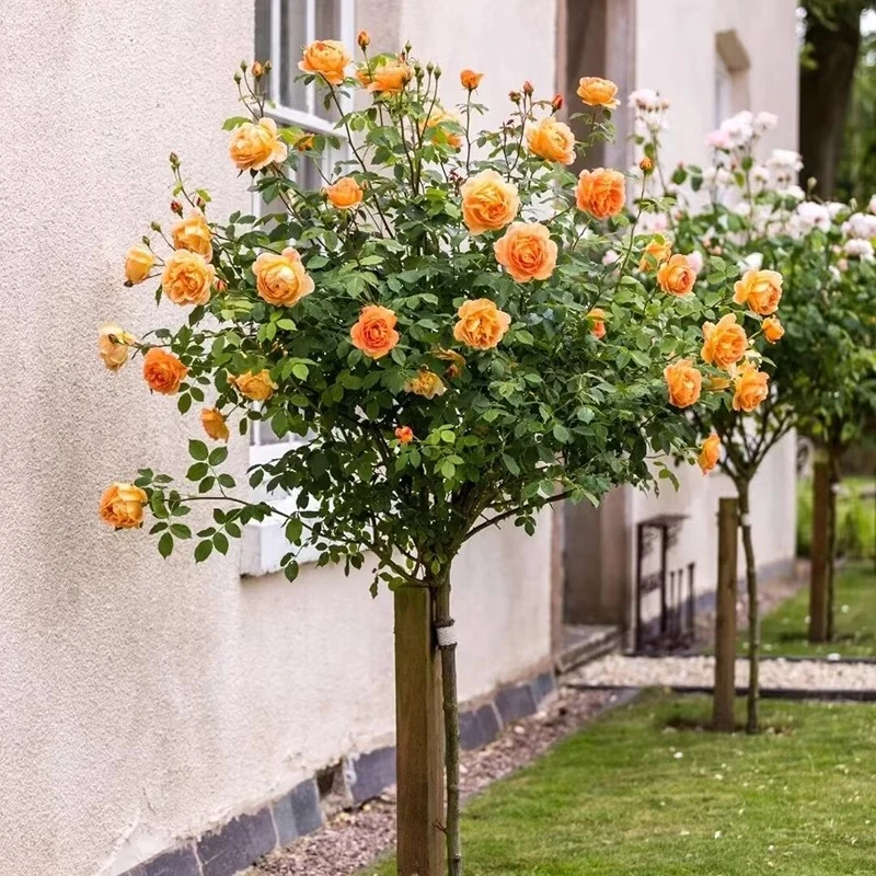 6-10公分粗树桩月季花苗老桩四季浓香大花树状棒棒糖造型花送肥料