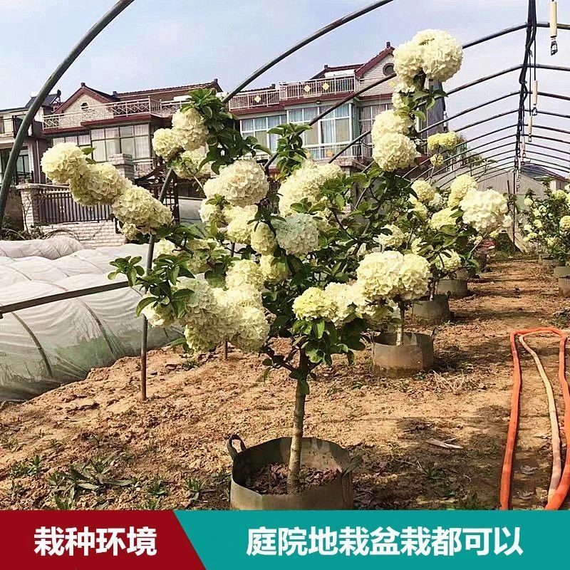 中华木绣球棒棒型盆栽地栽庭院别墅耐寒独杆大花斗球风景树