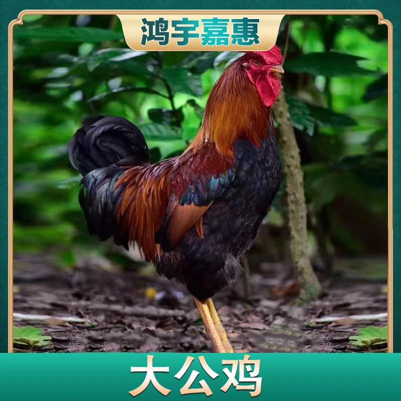 【嫂子专属】*山东黄脚大公鸡 3只总重9斤