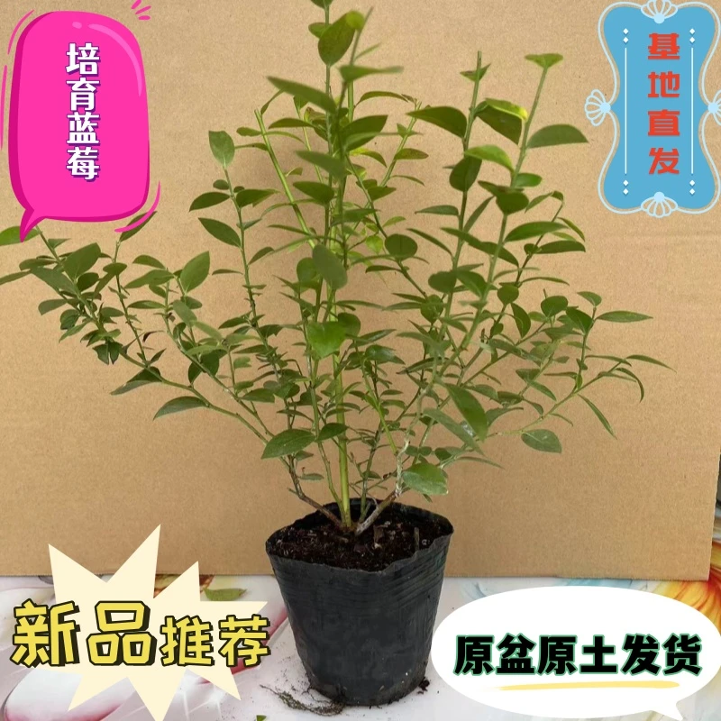 蓝莓树果苗蓝莓苗盆栽地栽南方北方种植大果蓝莓阳台庭院种植