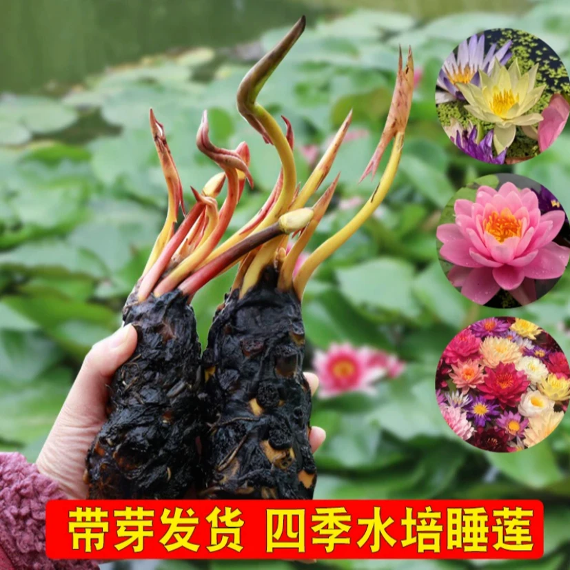 池塘睡莲花鱼缸睡莲根块带芽四季开花盆栽植物庭院种植莲花荷花苗