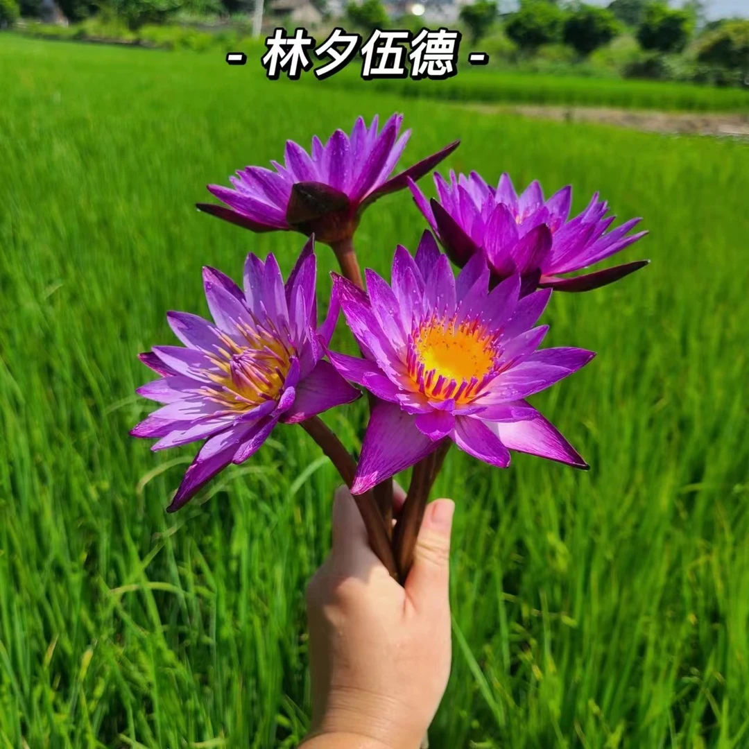 【品种睡莲带花苞】庭院阳台楼顶水培植物盆栽黄色紫色粉色红色