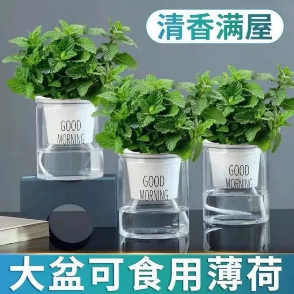 薄荷盆栽四季常青好养易活阳台室内可食用驱蚊盆栽绿植绿植盆栽