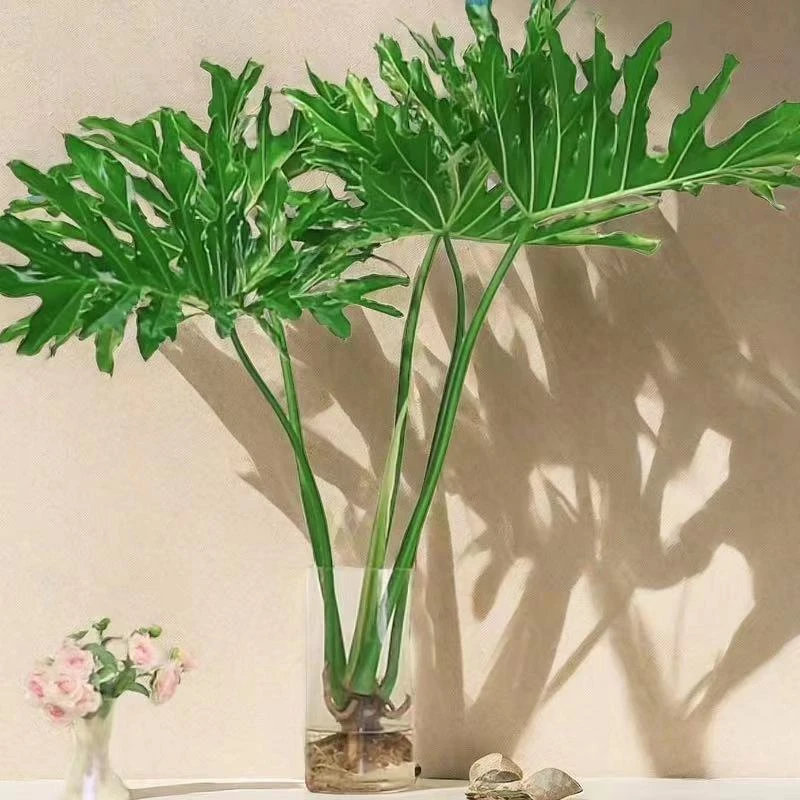 龙鳞春羽水培植物大颗绿植盆栽客厅室内办公室居家懒人好养植物