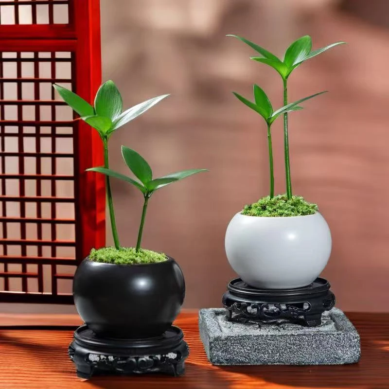 四叶幸运草竹柏花卉绿植盆栽室内植物好养办公室竹子耐寒盆景