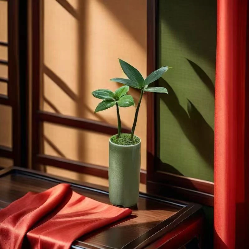 放轻松绿植竹柏四叶草水培植物桌面迷你小盆栽摆件植物微型花卉
